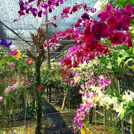 Phuket Orchid Farm